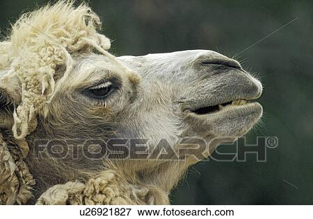 らくだ 毛 動物の頭 らくだ 子牛 Bactrian ラクダ 囲い地 動物 写真館 イメージ館 U Fotosearch