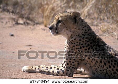 Africa, animals, African, africa, acinonyx View Large Photo Image Picture - Africa, animals, African, africa, acinonyx. Fotosearch