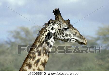 Africa, animals, andreas, African, africa View Large Photo Image Stock Image - Africa, animals, andreas, African, africa. Fotosearch