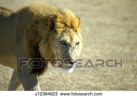 Stock Image - Africa, animals, andreas, African, africa. Fotosearch