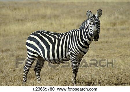 Africa, animals, andreas, African, africa View Large Photo Image Stock Image - Africa, animals, andreas, African, africa. Fotosearch