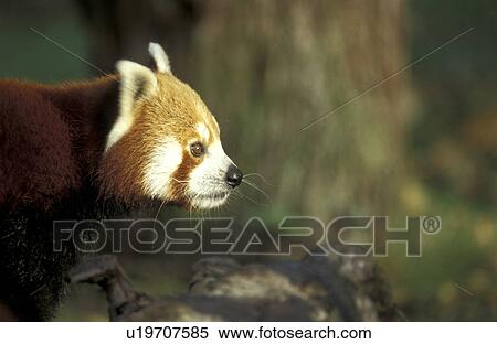 ailurus, bear, animals, aichner View Large Photo Image Stock Photography - ailurus, bear, animals, aichner. Fotosearch