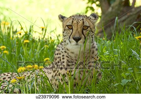 alfred, blowball, big cat, animals, acinonyx View Large Photo Image Stock Photograph - alfred, blowball, big cat, animals, acinonyx. Fotosearch