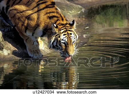 Picture - animal, animals, aichner. Fotosearch
