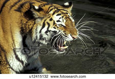 animal, animals, aichner View Large Photo Image Stock Image - animal, animals, aichner. Fotosearch