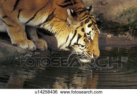 animal, animals, aichner View Large Photo Image Stock Photograph - animal, animals, aichner. Fotosearch
