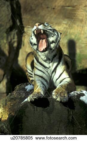 Stock Photography - animal, big cat, animals, aichner. Fotosearch