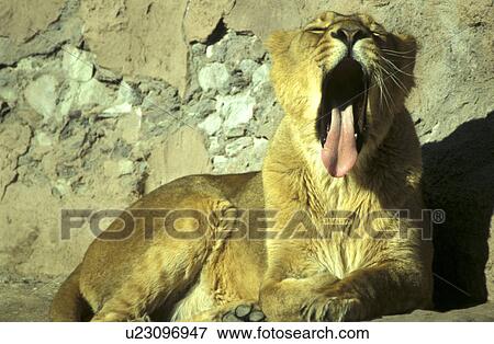 Stock Photo - animal, big cat, beige, animals, aichner. Fotosearch