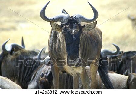 animals, Africa, animal, andreas, African, africa View Large Photo Image Stock Image - animals, Africa, animal, andreas, African, africa. Fotosearch