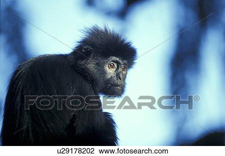 animals, apes, ape, aichner View Large Photo Image Stock Image - animals, apes, ape, aichner. Fotosearch