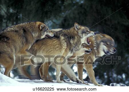 animals, beige, battle, aggression View Large Photo Image Stock Photography - animals, beige, battle, aggression. Fotosearch