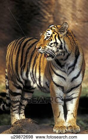 Stock Photo - animals, carnivora, big cat, aichner. Fotosearch