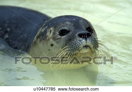 animals, carnivora, body, animal View Large Photo Image Stock Photography - animals, carnivora, body, animal. Fotosearch