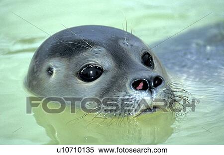 animals, carnivora, body, animal View Large Photo Image Stock Photography - animals, carnivora, body, animal. Fotosearch