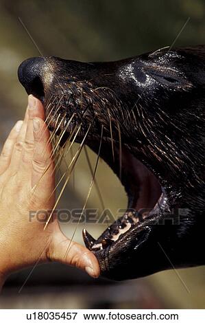 Stock Photo - animals, carnivore, carnivora, animal. Fotosearch