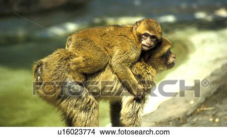 Picture - animals, CLOSE, apes, ape, aichner. Fotosearch
