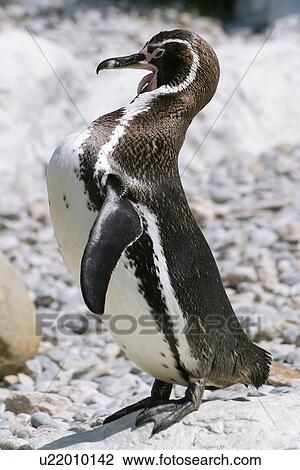animals, day, black, alfred View Large Photo Image Stock Image - animals, day, black, alfred. Fotosearch