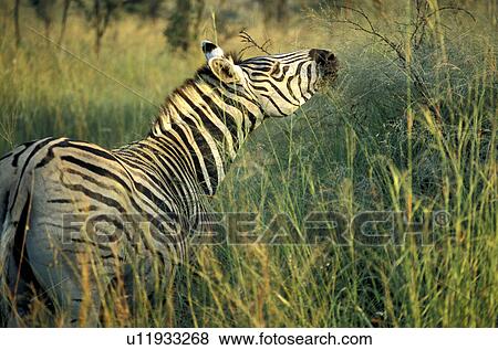 animals, day, cellar, blauphoton, alexander View Large Photo Image Stock Photo - animals, day, cellar, blauphoton, alexander. Fotosearch