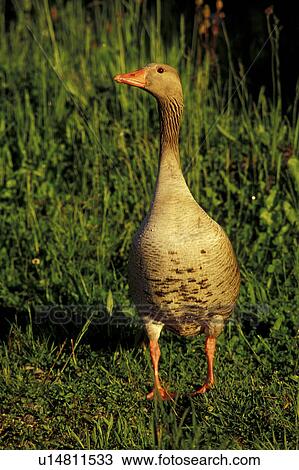 anserinae, bird, aves, animals View Large Photo Image Stock Image - anserinae, bird, aves, animals. Fotosearch
