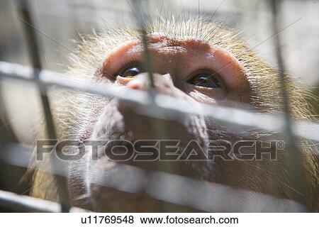 Stock Photo - ape, afraid, anxieties, animal, alfred, aengstlichkeit. Fotosearch