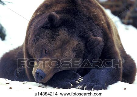 Picture - arctos, bears, bear, animals. Fotosearch