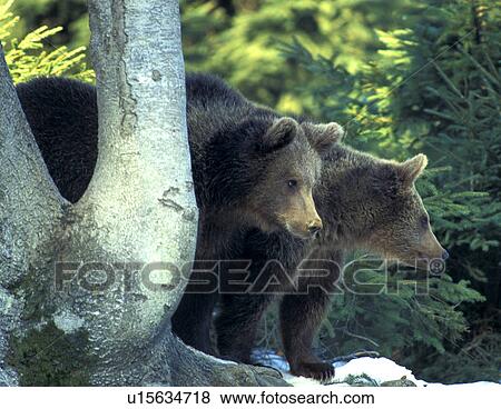 arctos, bears, bear, animals View Large Photo Image Stock Photo - arctos, bears, bear, animals. Fotosearch
