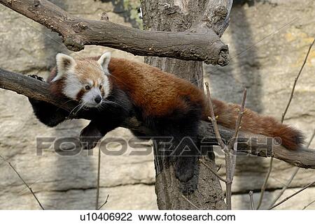 bear, alexander, baerig, Austria, animal, abhaengen View Large Photo Image Stock Image - bear, alexander, baerig, Austria, animal, abhaengen. Fotosearch
