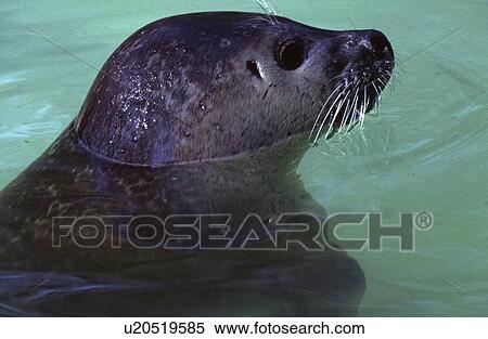 beard, animal, baby, auftauchen, animals, andreas View Large Photo Image Stock Photography - beard, animal, baby, auftauchen, animals, andreas. Fotosearch