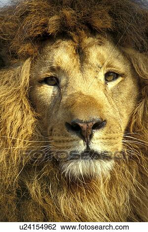 Stock Image - beige, carnivora, brown, big cat, animals. Fotosearch