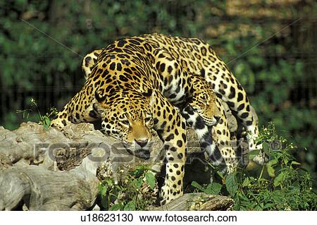 big cat, calmness, calm, brown, animals View Large Photo Image Stock Image - big cat, calmness, calm, brown, animals. Fotosearch