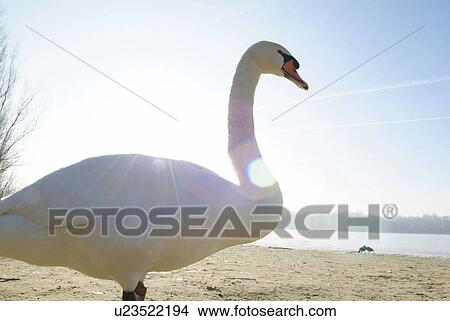 bill, banks, bechen, beautiful, beach, animal View Large Photo Image Picture - bill, banks, bechen, beautiful, beach, animal. Fotosearch
