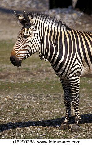 Stock Photo - body, brown, animals. Fotosearch