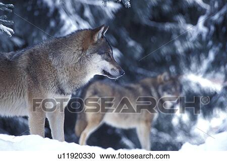 body, canidae, animals View Large Photo Image Stock Image - body, canidae, animals. Fotosearch