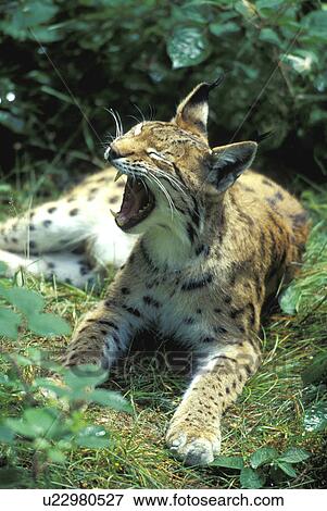 brown, cat, carnivore, carnivora, animals View Large Photo Image Stock Photo - brown, cat, carnivore, carnivora, animals. Fotosearch