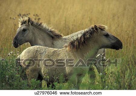 Stock Photograph - brown, Christian, animals. Fotosearch