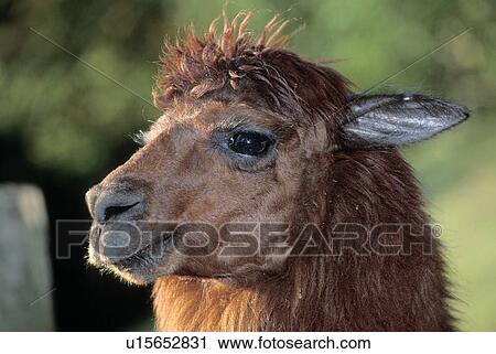calf, animal, braunhaarig, austria, animal head, camel, alpaka View Large Photo Image Stock Image - calf, animal, braunhaarig, austria, animal head, camel, alpaka. Fotosearch