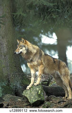 canidae, carnivora, canis, animals View Large Photo Image Stock Image - canidae, carnivora, canis, animals. Fotosearch
