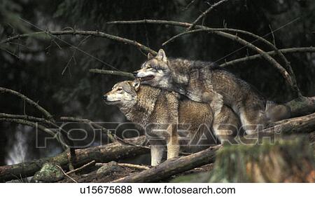Stock Photo - canidae, carnivora, canis, animals. Fotosearch