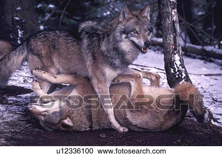 Stock Image - canidae, carnivore, carnivora, canis, animals. Fotosearch