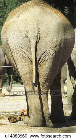 Stock Image - CLOSE, animals, cellar, blauphoton, back view, alexander. Fotosearch