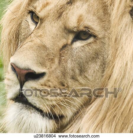 close-up, animals, CLOSE, brown, beige, alfred View Large Photo Image Picture - close-up, animals, CLOSE, brown, beige, alfred. Fotosearch