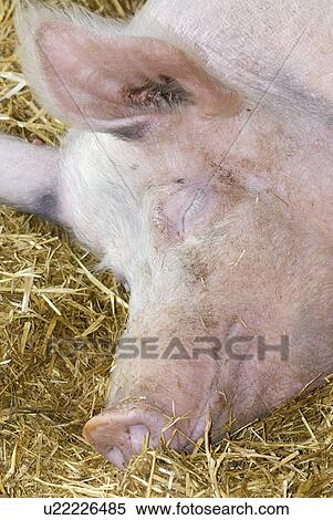 content, animal husbandry, calf, austria, animals, ears, animal head View Large Photo Image Stock Photography - content, animal husbandry, calf, austria, animals, ears, animal head. Fotosearch