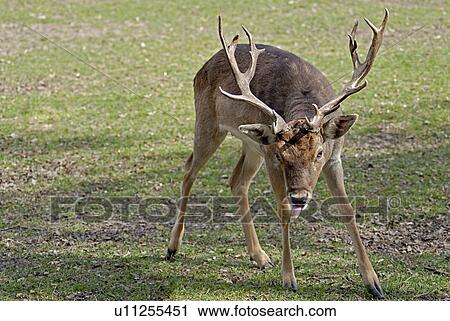 creature, animal, clearing, Austria, antlers, alexander View Large Photo Image Stock Image - creature, animal, clearing, Austria, antlers, alexander. Fotosearch