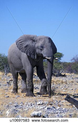 day, africa, blue, animals, African, elephant, Africa View Large Photo Image Stock Image - day, africa, blue, animals, African, elephant, Africa. Fotosearch