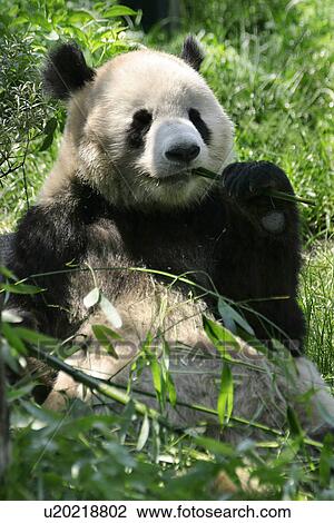 Stock Image - eat, alfred, black, bear, animals, ailuropoda. Fotosearch