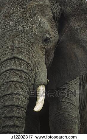 elephant, african, animal portrait, animal, africana, elephants, African View Large Photo Image Stock Photo - elephant, african, animal portrait, animal, africana, elephants, African. Fotosearch