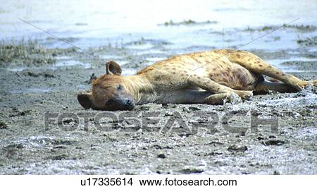erde, Africa, africa, African, andreas, animals View Large Photo Image Picture - erde, Africa, africa, African, andreas, animals. Fotosearch
