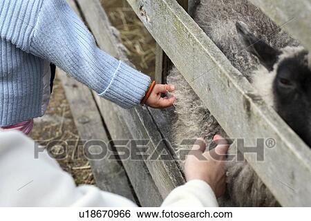 farm, caress, explore, discover, child, feel, animal View Large Photo Image Stock Photograph - farm, caress, explore, discover, child, feel, animal. Fotosearch