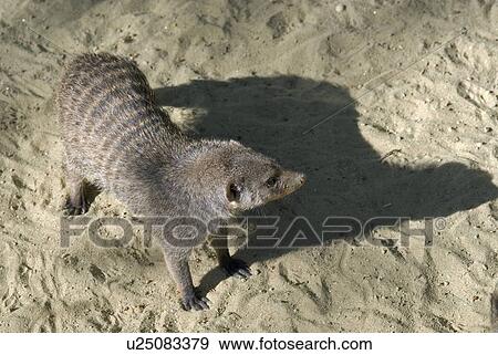 fur, schoenbrunn, mongoose, Schleichkatzen, Vienna, Zebramanguste, zoo View Large Photo Image Stock Photo - fur, schoenbrunn, mongoose, Schleichkatzen, Vienna, Zebramanguste, zoo. Fotosearch
