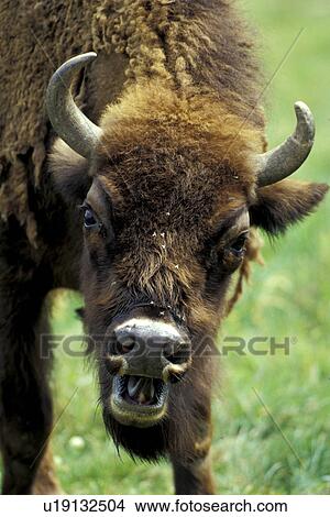 Picture - horntraeger, animals, bison, bovidae, brown. Fotosearch